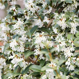 OSMANTHUS BURKWOODII