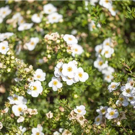 POTENTILLA ABBOTSWOOD