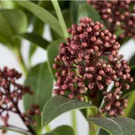 SKIMMIA RUBELLA