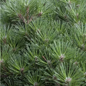 PINUS NIGRA