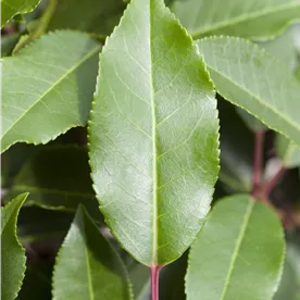 PRUNUS LUSITANICA ANGUSTIFOLIA