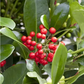 SKIMMIA KEW GREEN