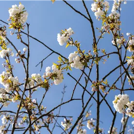 PRUNUS avium PLENA