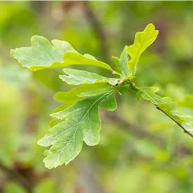 QUERCUS PETRAEA