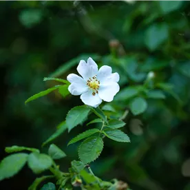 ** niet zie ROARVENS** Rosa arvensis