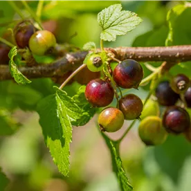 BLACKCURRANT BEN SAREK