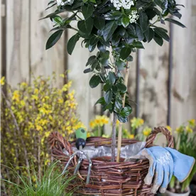 VIBURNUM TINUS