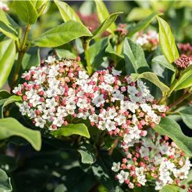 VIBURNUM TINUS GWENLLIAN