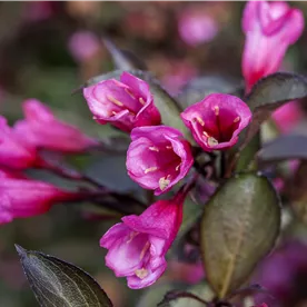 WEIGELA ALEXANDRA