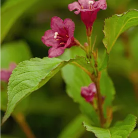 WEIGELA BRISTOL RUBY