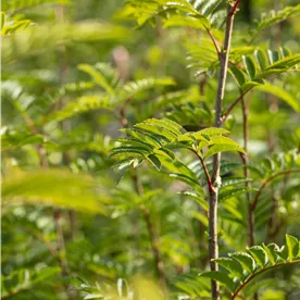 SORBUS JOSEPH ROCK