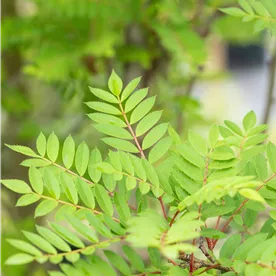 SORBUS VILMORINII