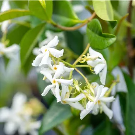 TRACHELOSPERMUM JASMINOIDES