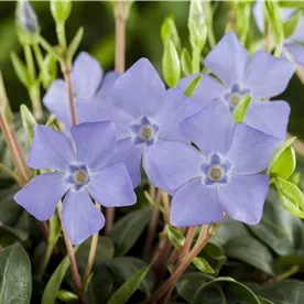 VINCA MINOR