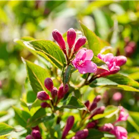 WEIGELA PINK POPPET