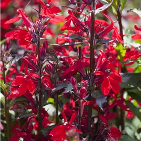 LOBELIA STARSHIP SCARLET