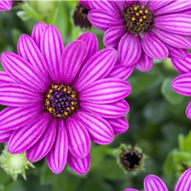 OSTEOSPERMUM