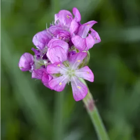 ARMERIA