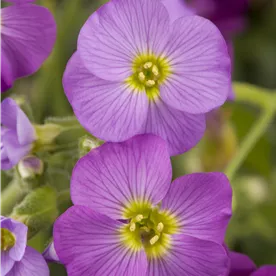 AUBRETIA MIX