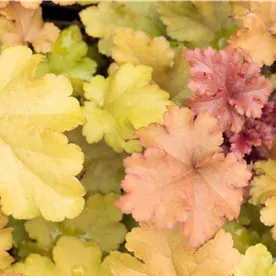 HEUCHERA MARMALADE