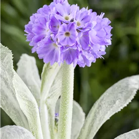 PRIMULA DENTICULATA