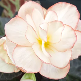 BEGONIA