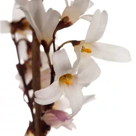 Abeliophyllum distichum