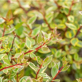 Abelia grand. 'Confetti'