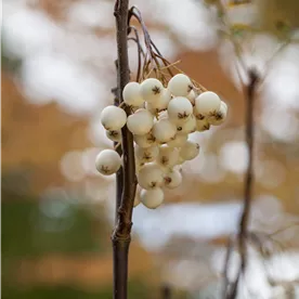 SORBUS CASHMIRIANA