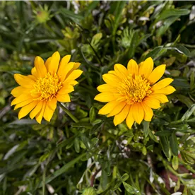 GAZANIA