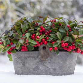 GAULTHERIA PROCUMBENS