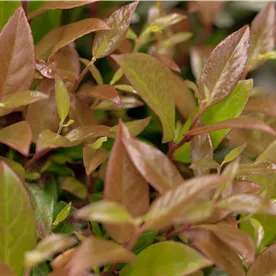 LEUCOTHOE ZEBLID