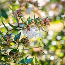 Abelia chinensis