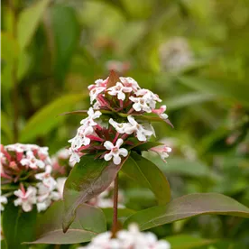 Abelia mosanensis