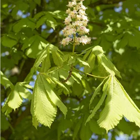 AESCULUS HIPPOCASTANUM