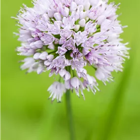 ALLIUM SUMMER BEAUTY