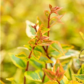 ABELIA KALEIDOSCOPE