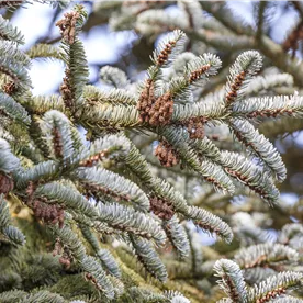 ABIES KOREANA