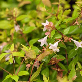 Abelia grandiflora