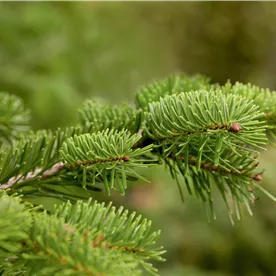 ABIES NORDMANNIANA