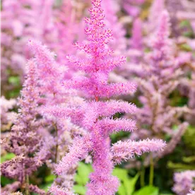 ASTILBE AMETHYST