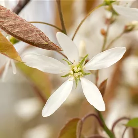 AMELANCHIER LAMARCKII