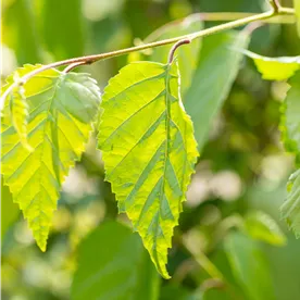 BETULA UTILIS