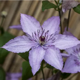 CLEMATIS HAGLEY HYBRID