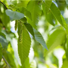 CARPINUS BETULUS