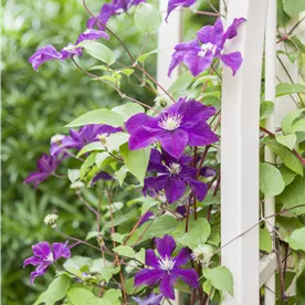 CLEMATIS WARSZAWSKA NIKE