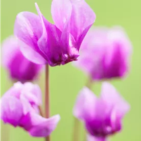 CYCLAMEN hederifolium