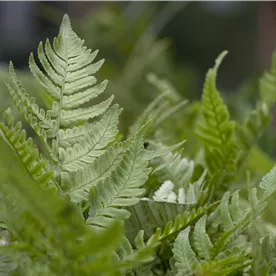 DRYOPTERIS ERYTHROSORA