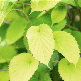 DAVIDIA INVOLUCRATA