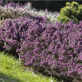 ERICA DARLEYENSIS